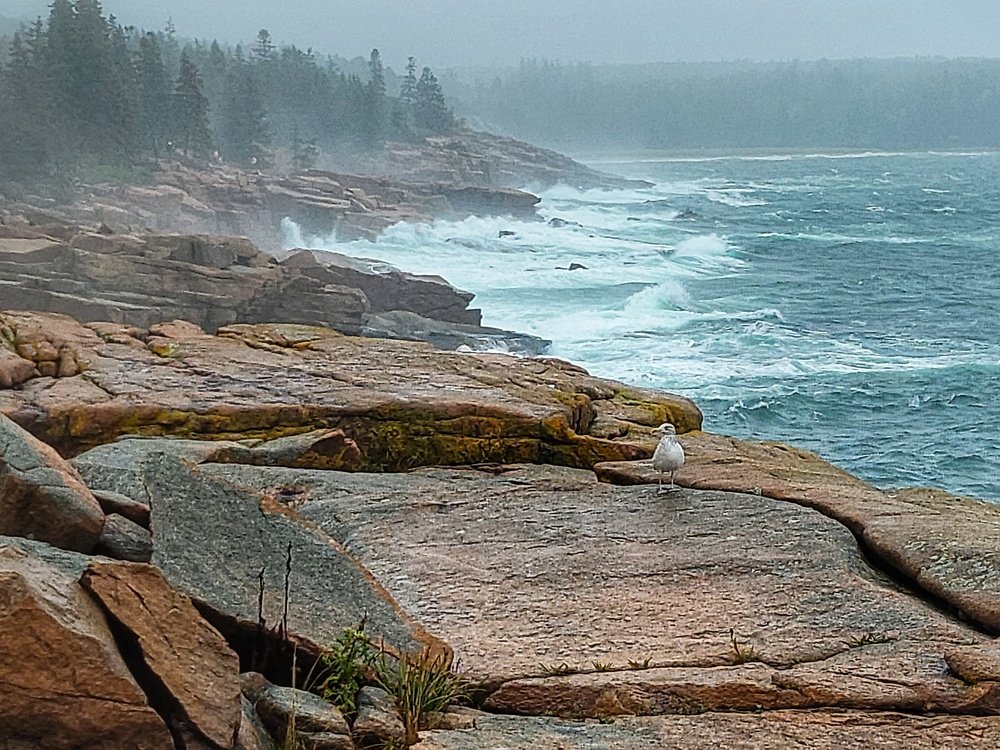 Stormy day in Acadia National park
