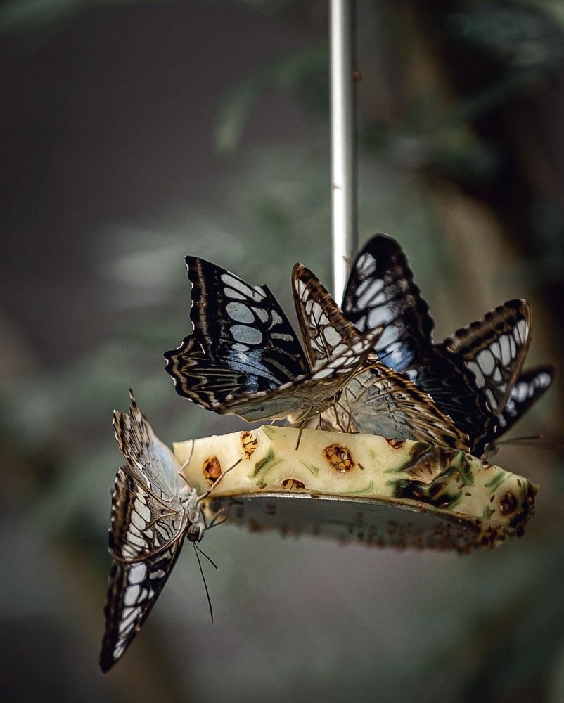 Photograph by Елена Цырюк