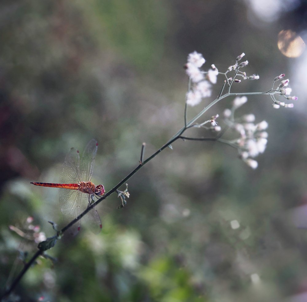 Photograph by Елена Цырюк