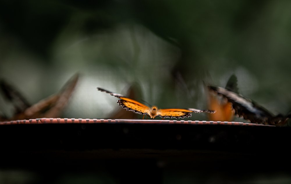 Photograph by Елена Цырюк