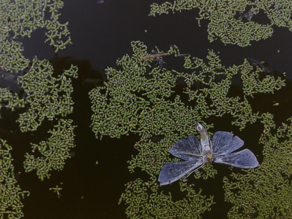 Photograph by Andrea Alcalá