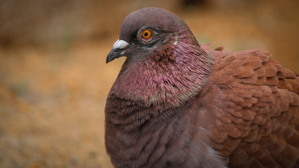 Photograph by Venki Venkatesh