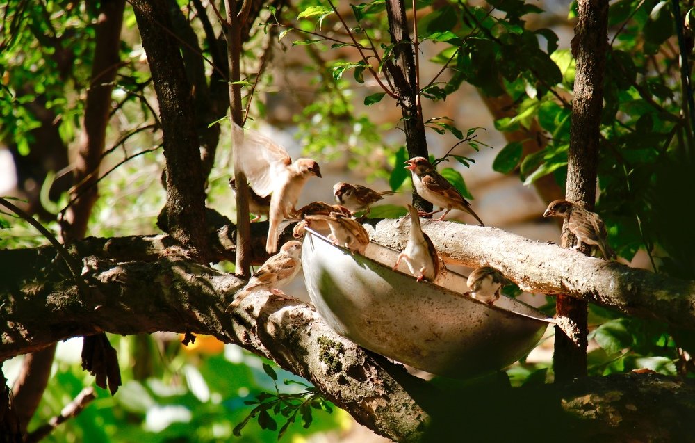 Фотография автора Alireza Bagheri sani