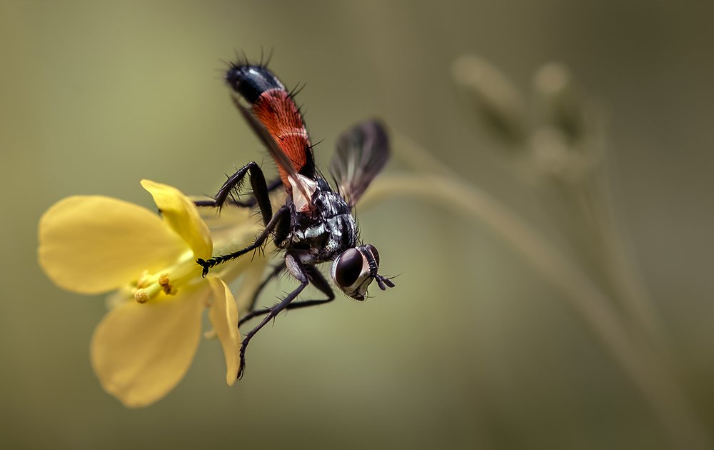 Сад с горчичное зерно