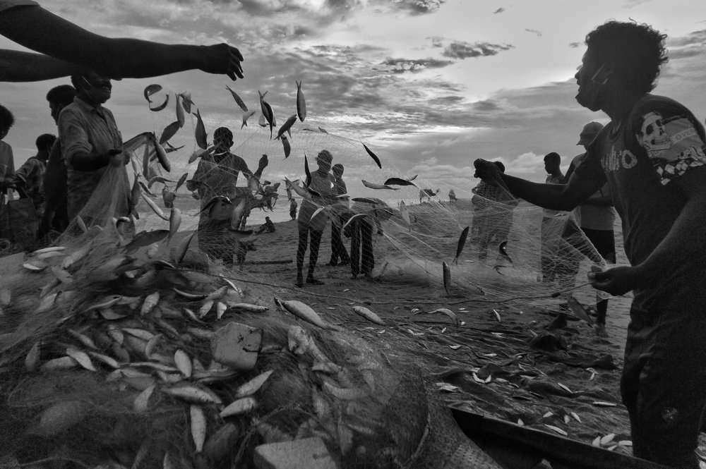 Flying fish