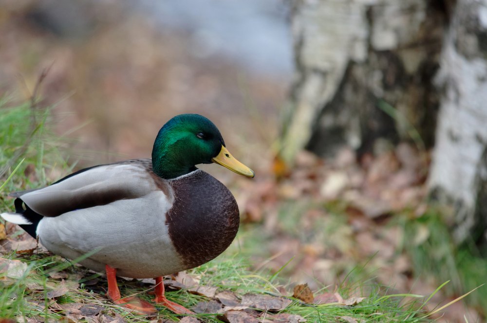 Photograph by Алексей Долженко
