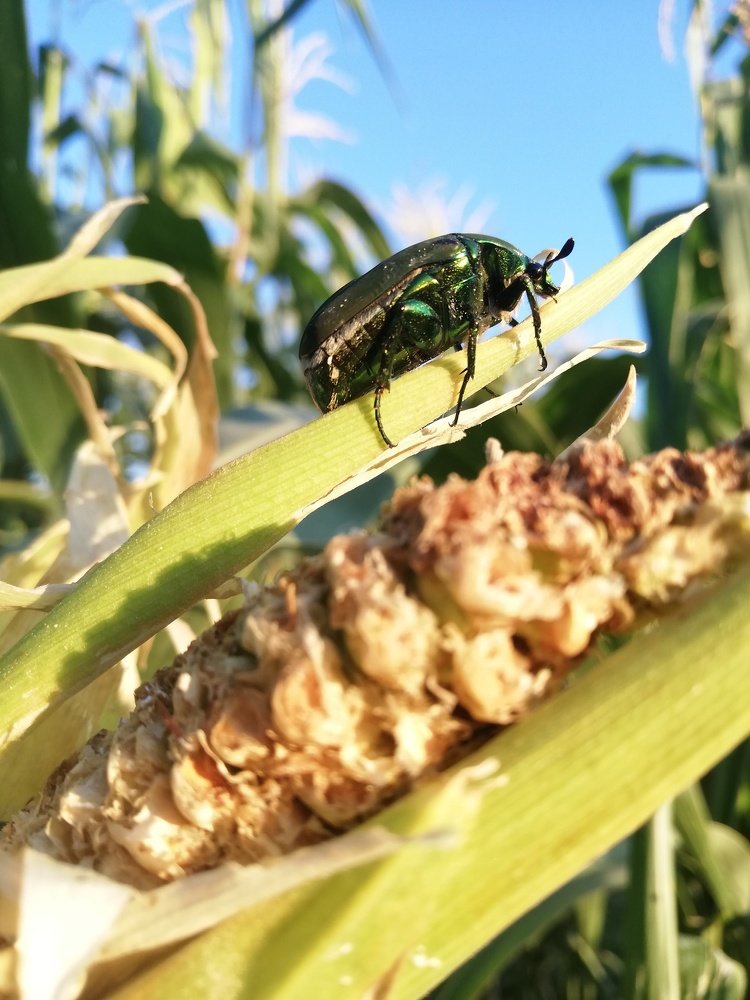 Photograph by Andrea Alcalá