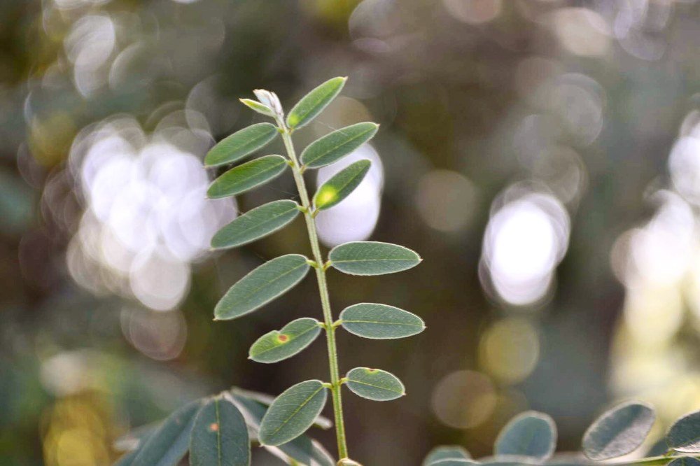 лист акации