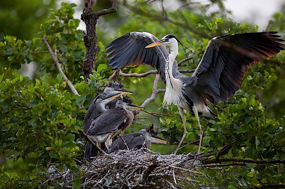 ранним утром