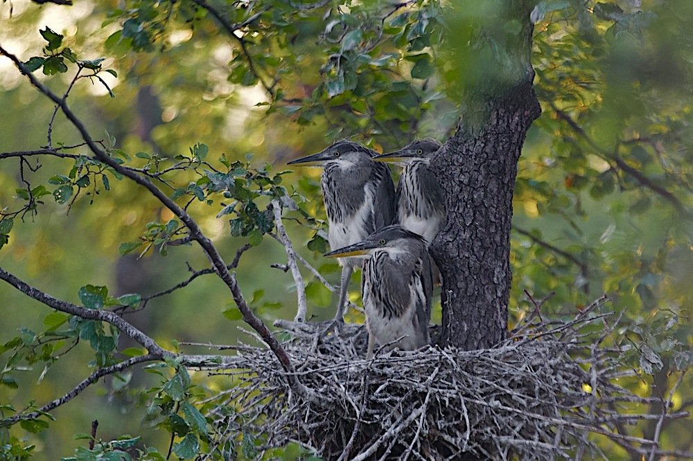 лесные стражи