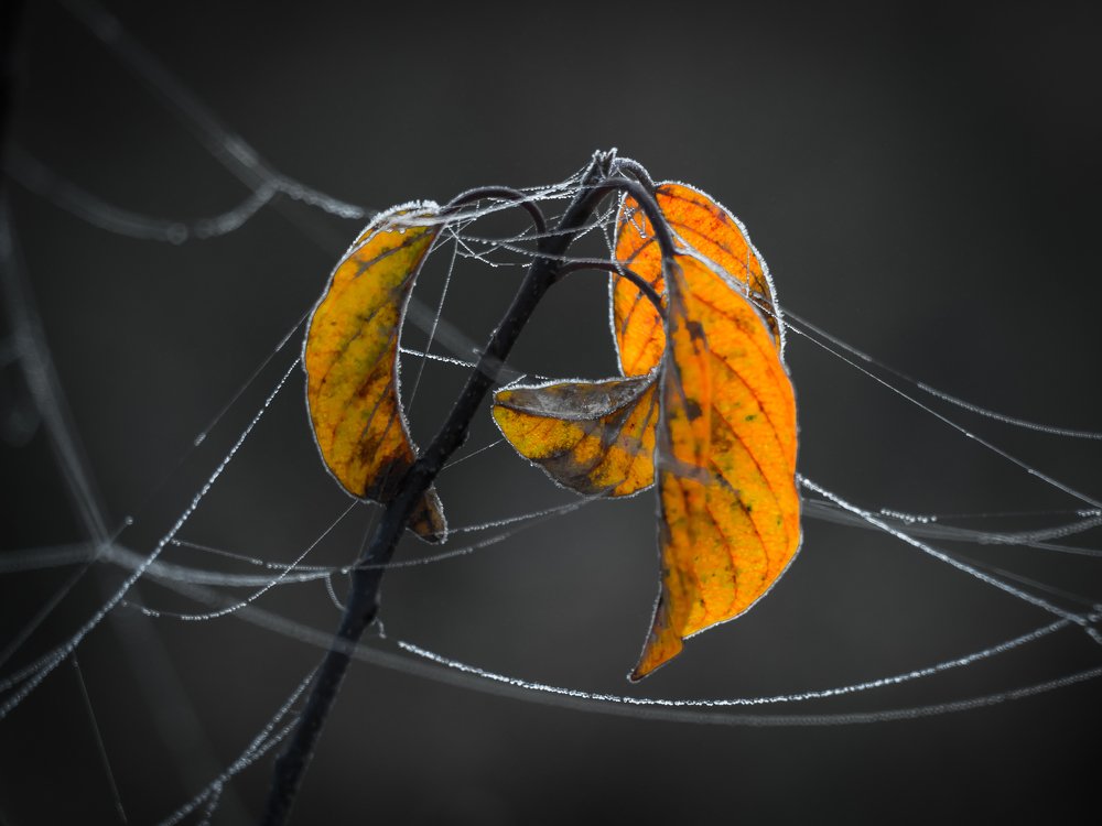 Yellowed leaves and spider webs