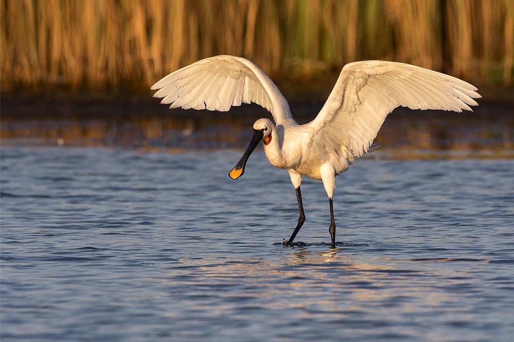 Утро красавицы