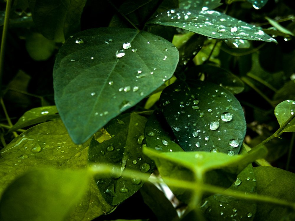 Photograph by Maheswaran Shilowaras Mr.