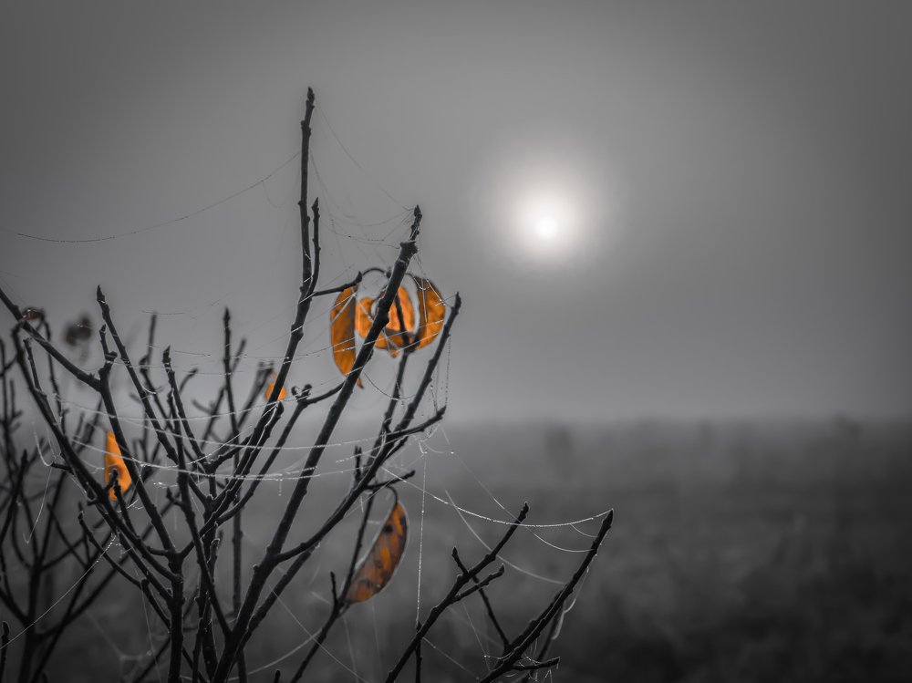 Misty morning in an autumn field