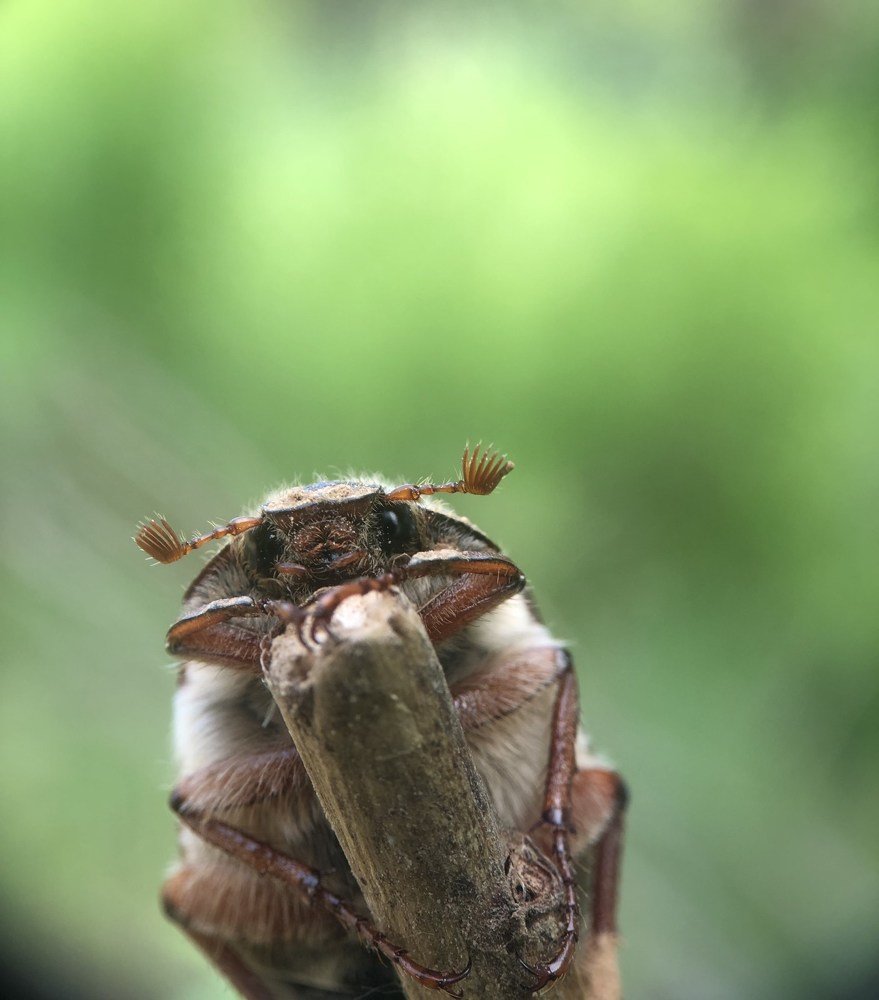 Майский жук