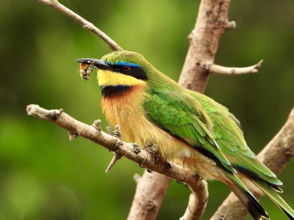 Squish the Bee! - Nairobi National Park