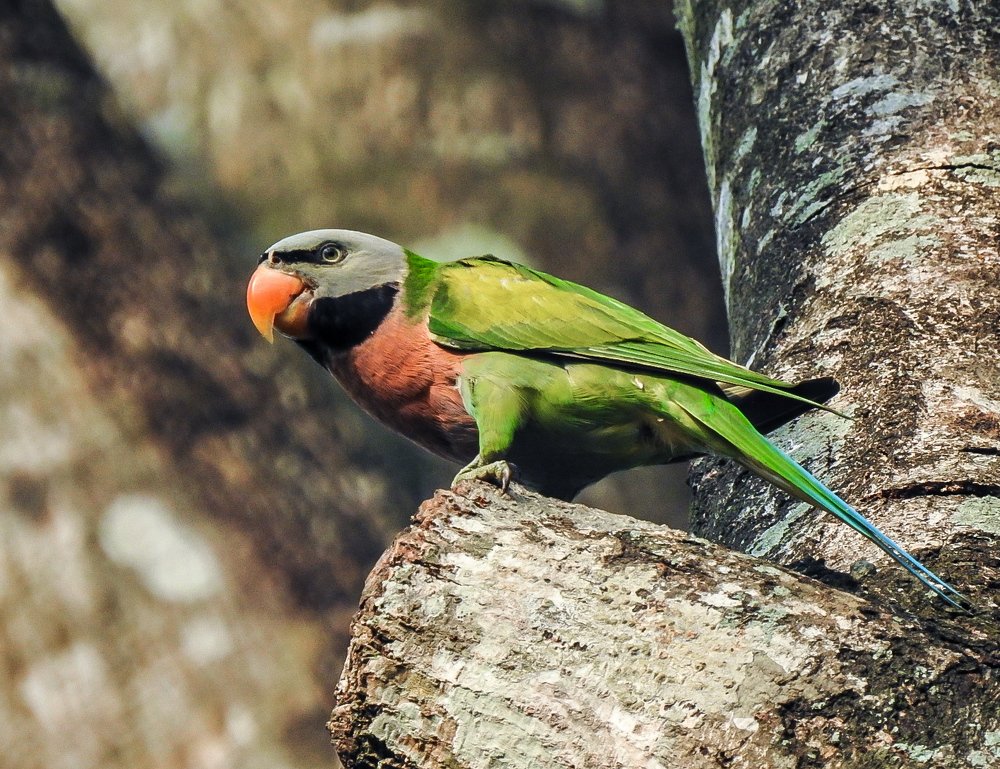Red-breasted Parakeet