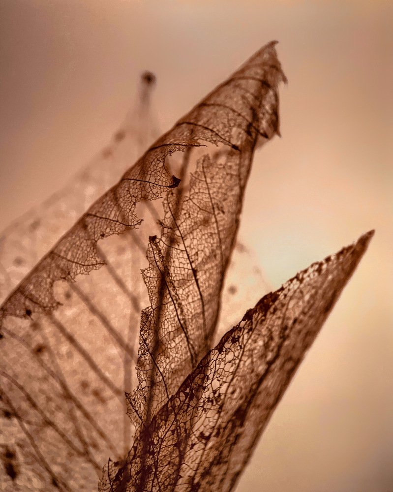 Photograph by Эльвира Курочкина