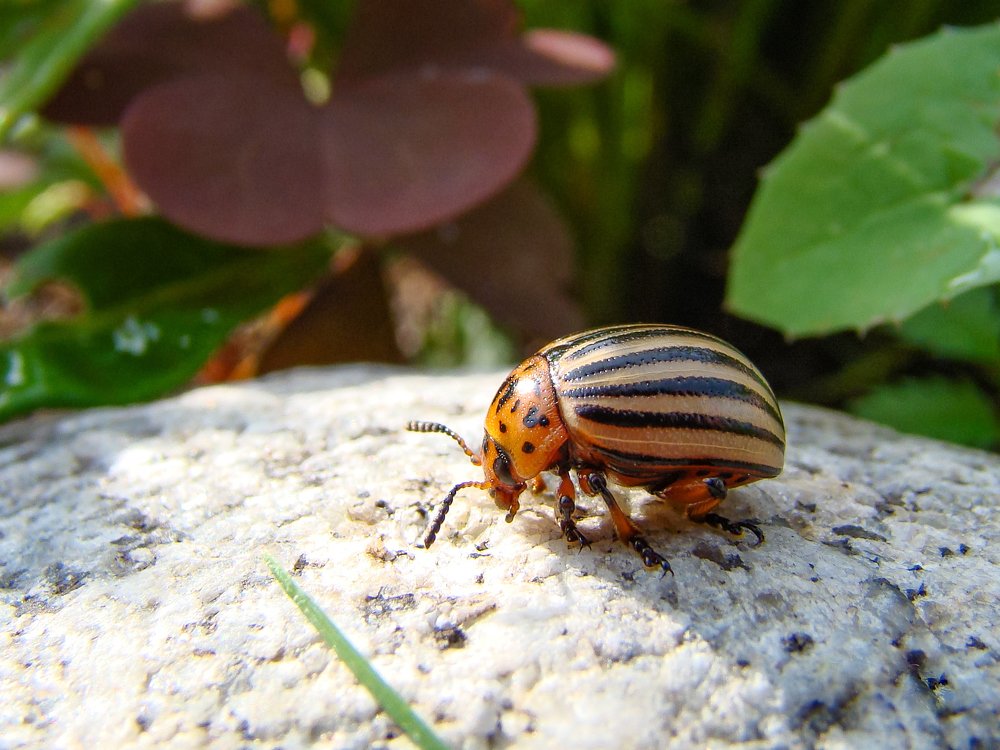 Колорадский жук