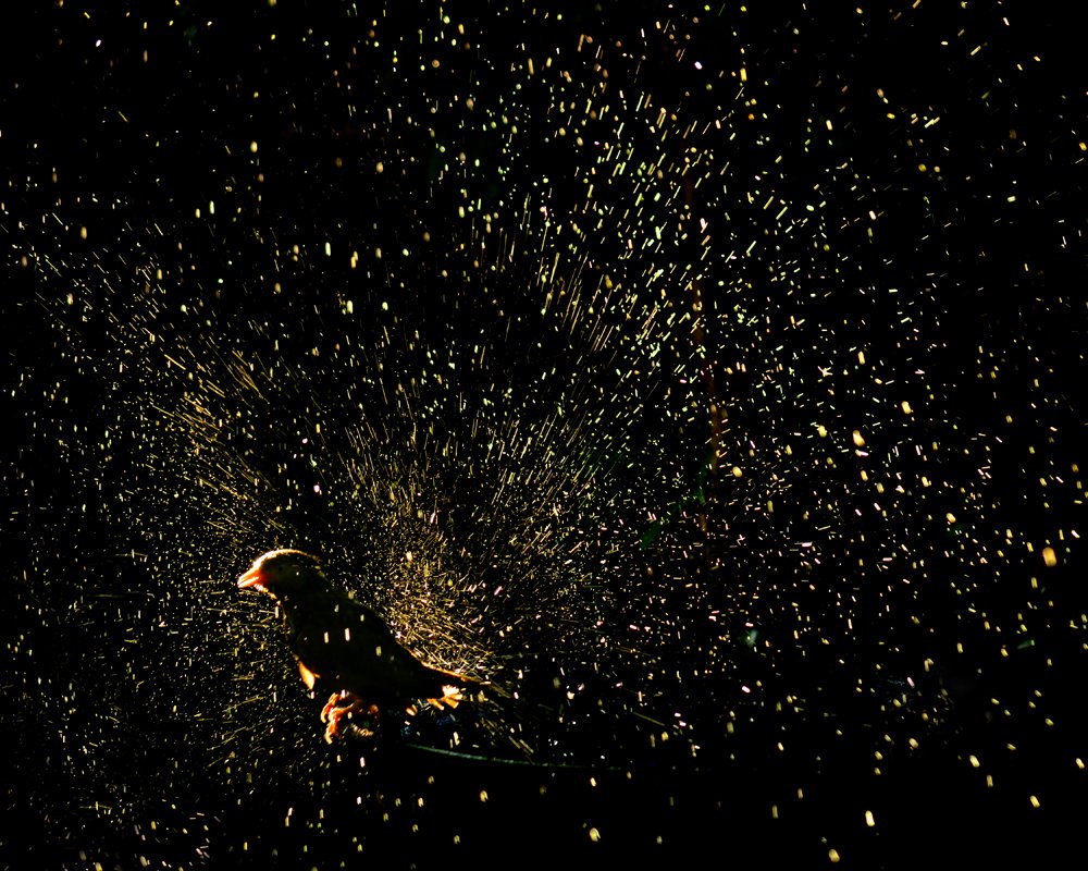 Photograph by Benjamine Dharashan