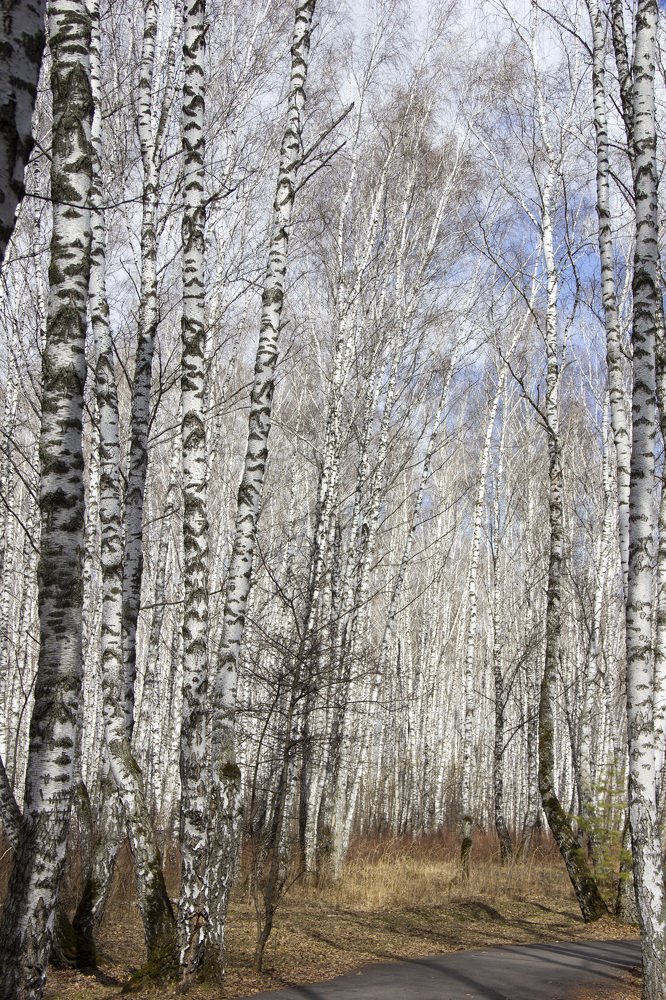 Photograph by Anna Gapanovich