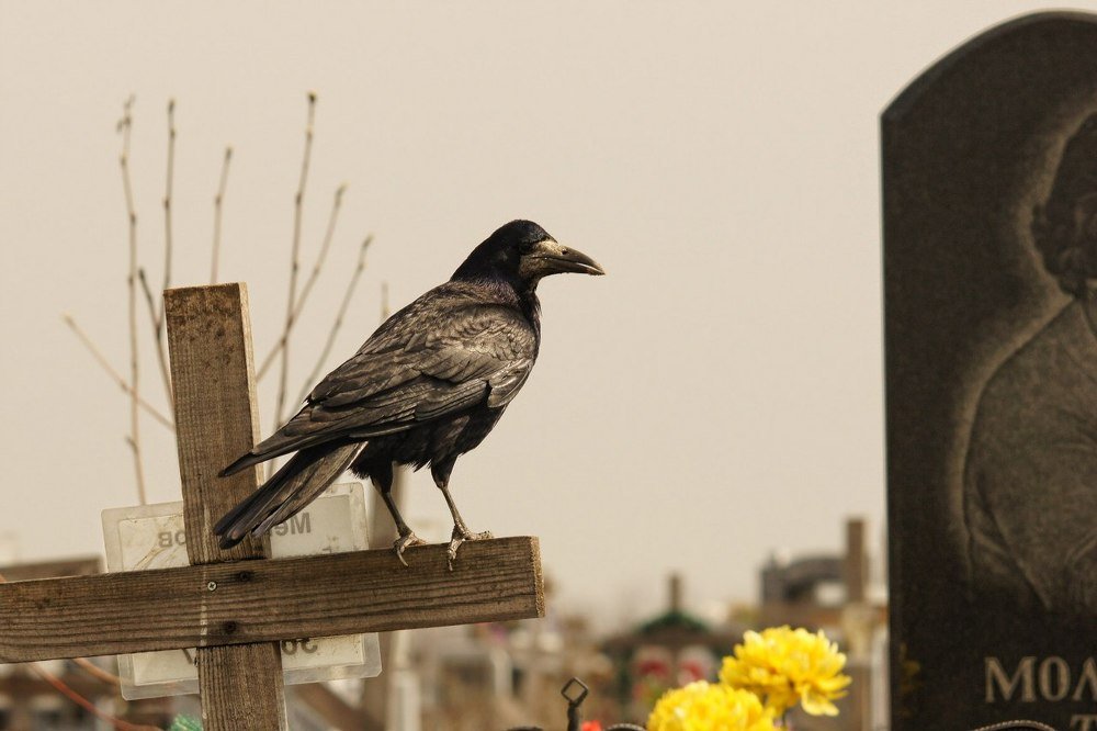 Photograph by Сергей Арямов