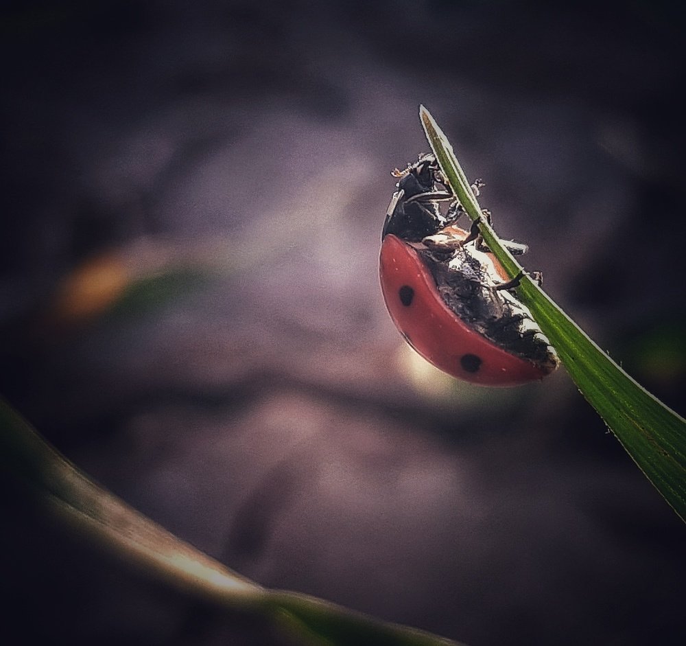 Фотография автора  reyhaneh khavaninzadeh