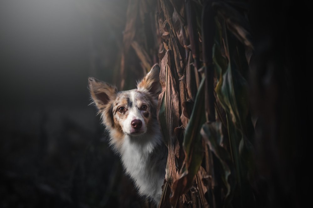 Photograph by Vladimir Smaženka