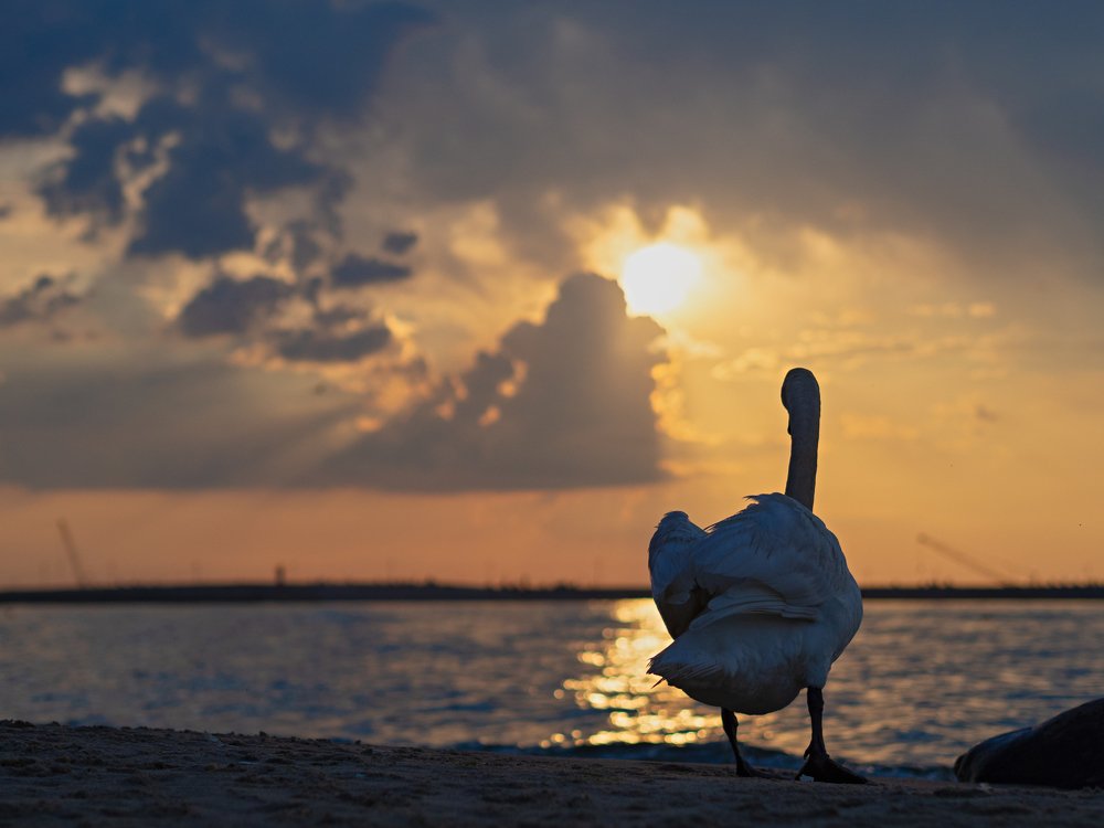 Photograph by андрей гусев