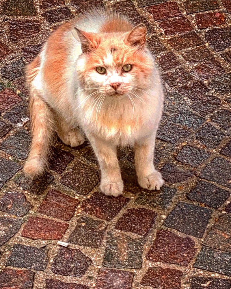 Photograph by Mario Ranuzzi