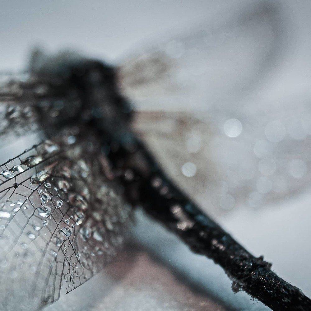 Photograph by Ольга Потапова