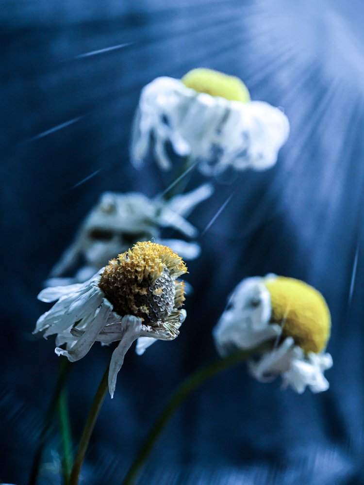 Photograph by Эльвира Курочкина