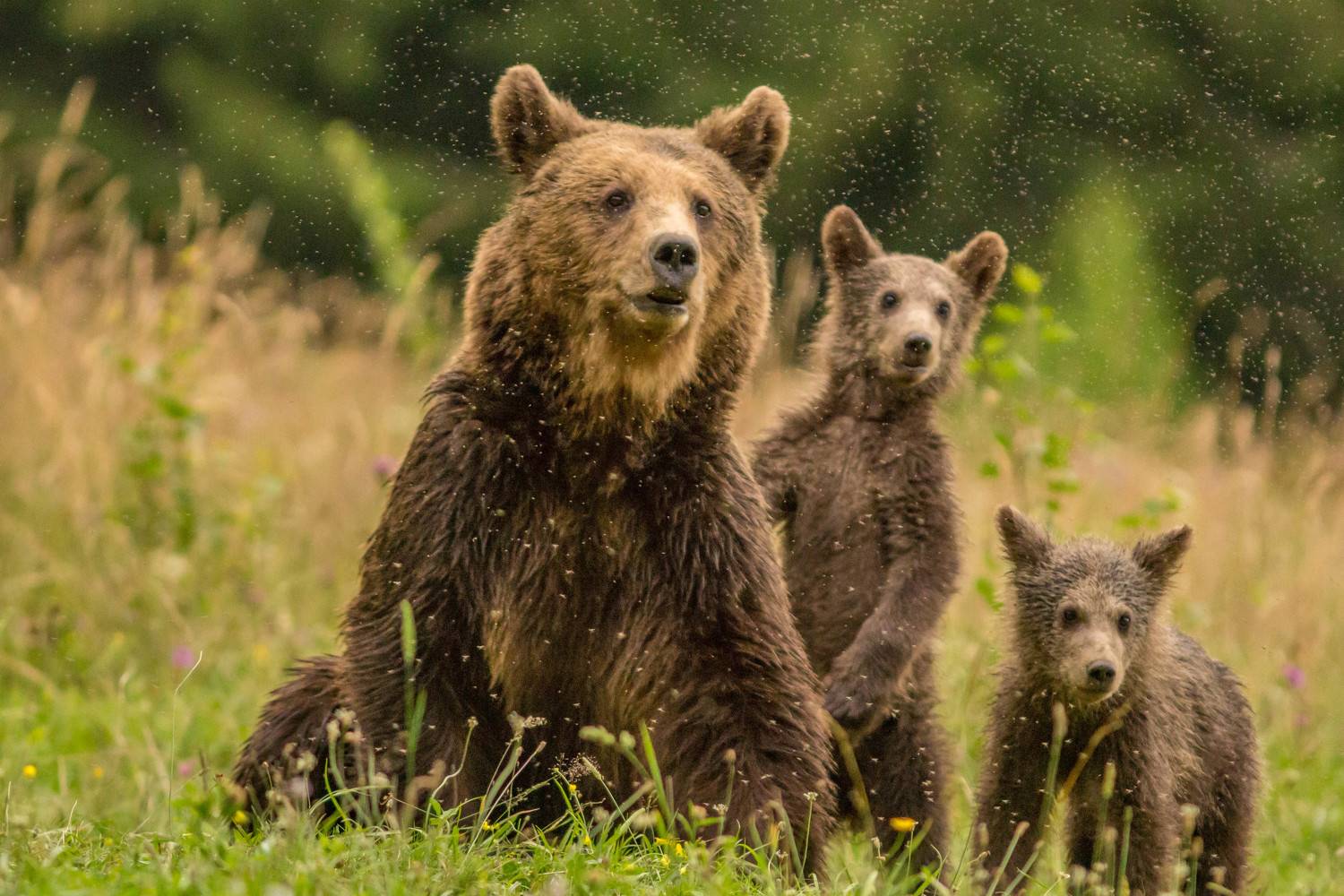 Cute bear family and mosquitoes