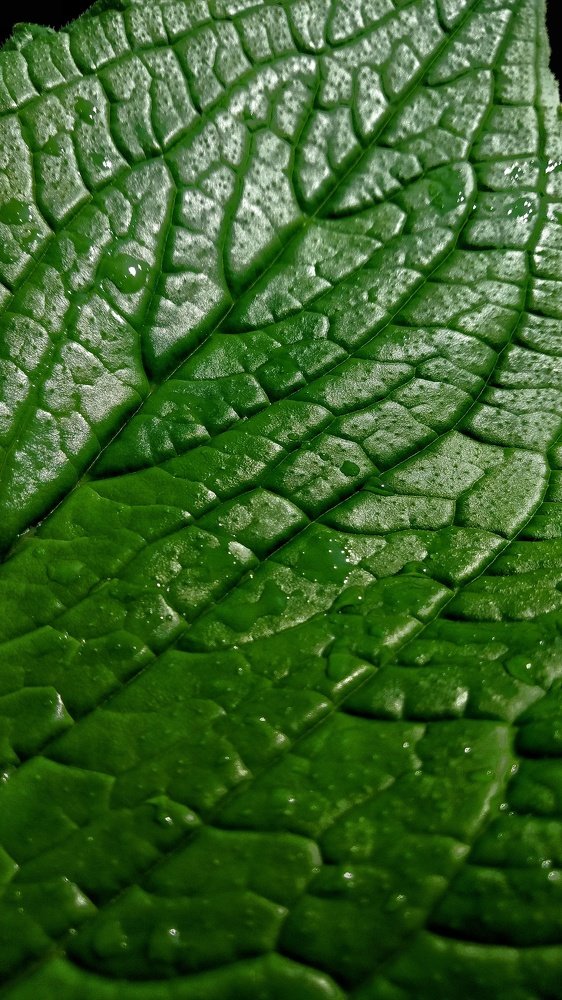 Photograph by Sai Vamsi Krishna Vintha