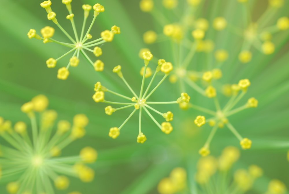 Photograph by Оксана Трофименко