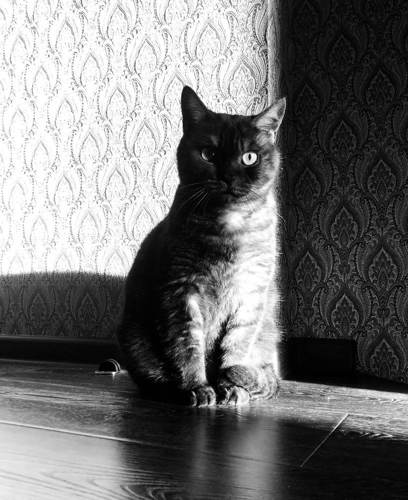 Мой гламурный кот