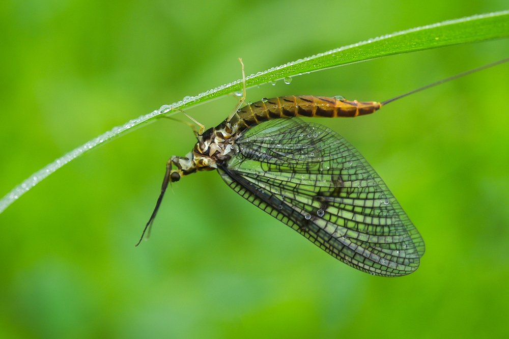 Photograph by Игорь Ковалёв