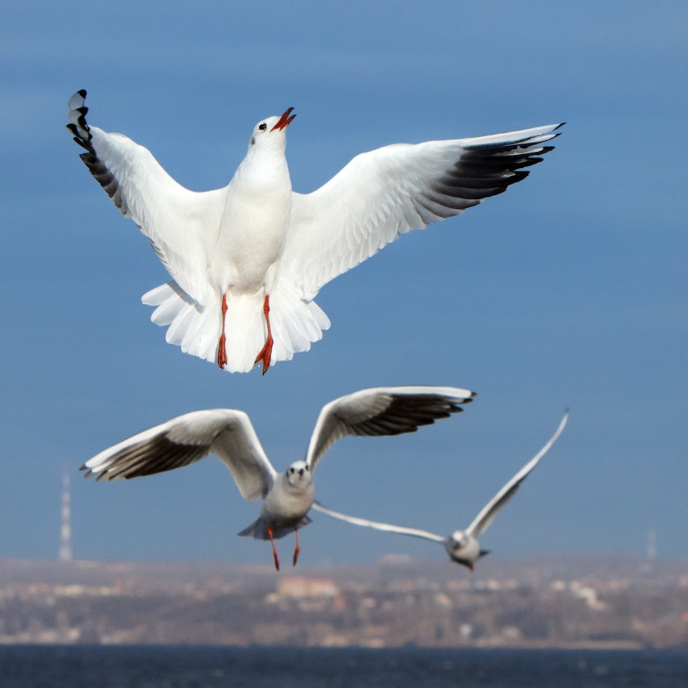 Photograph by Аркадий Саямов