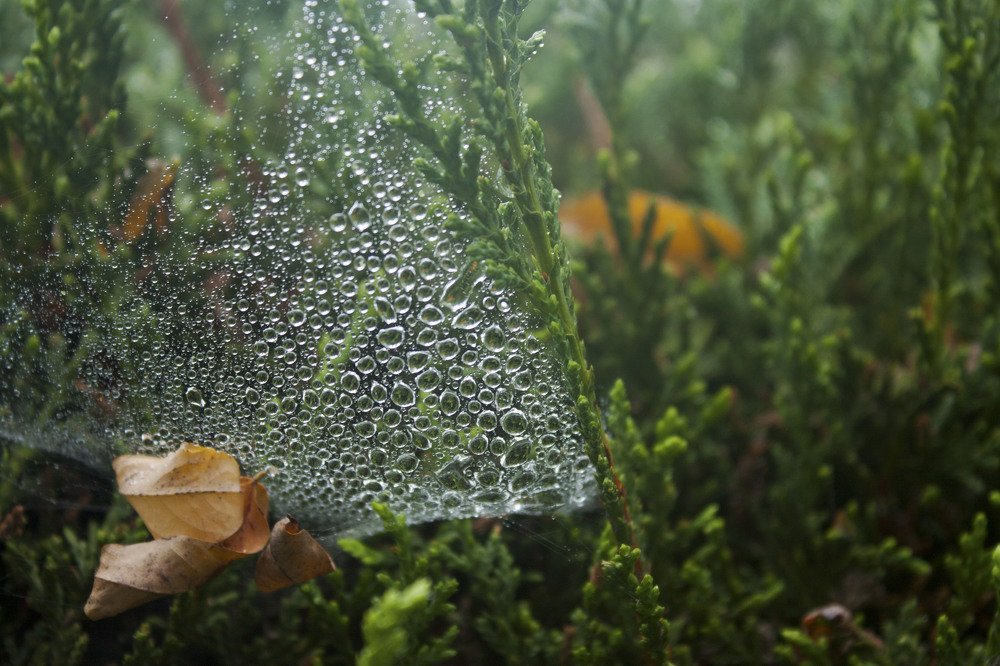 Photograph by Диляра Шарифзаде