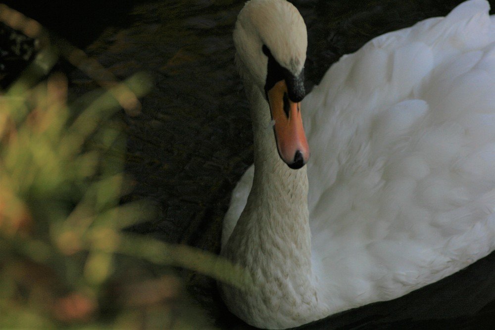 Photograph by Варвара Мелузова
