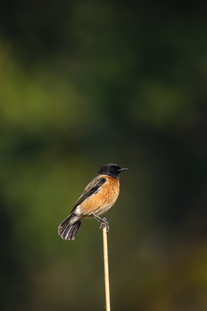 Photograph by Abhaya Shukla