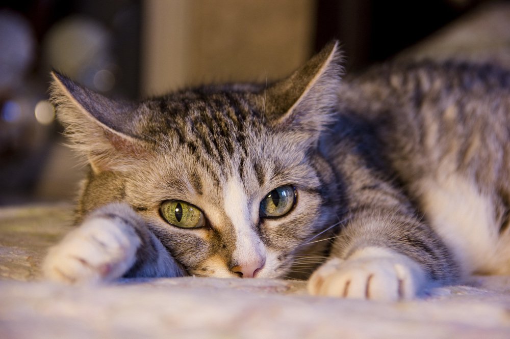 Photograph by Anna Gapanovich