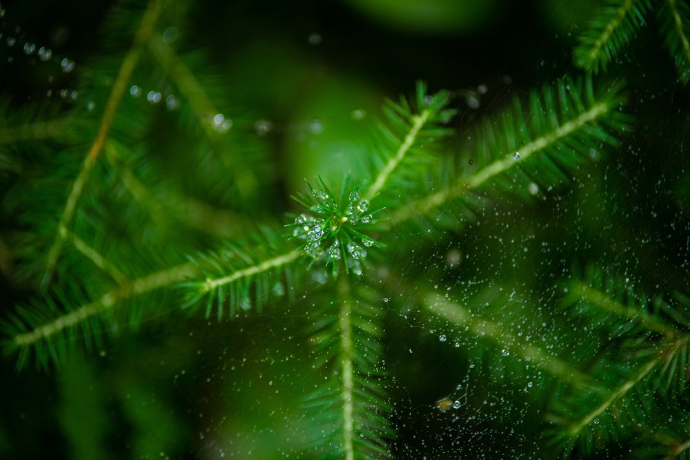 Photograph by Анастасия Ломаева