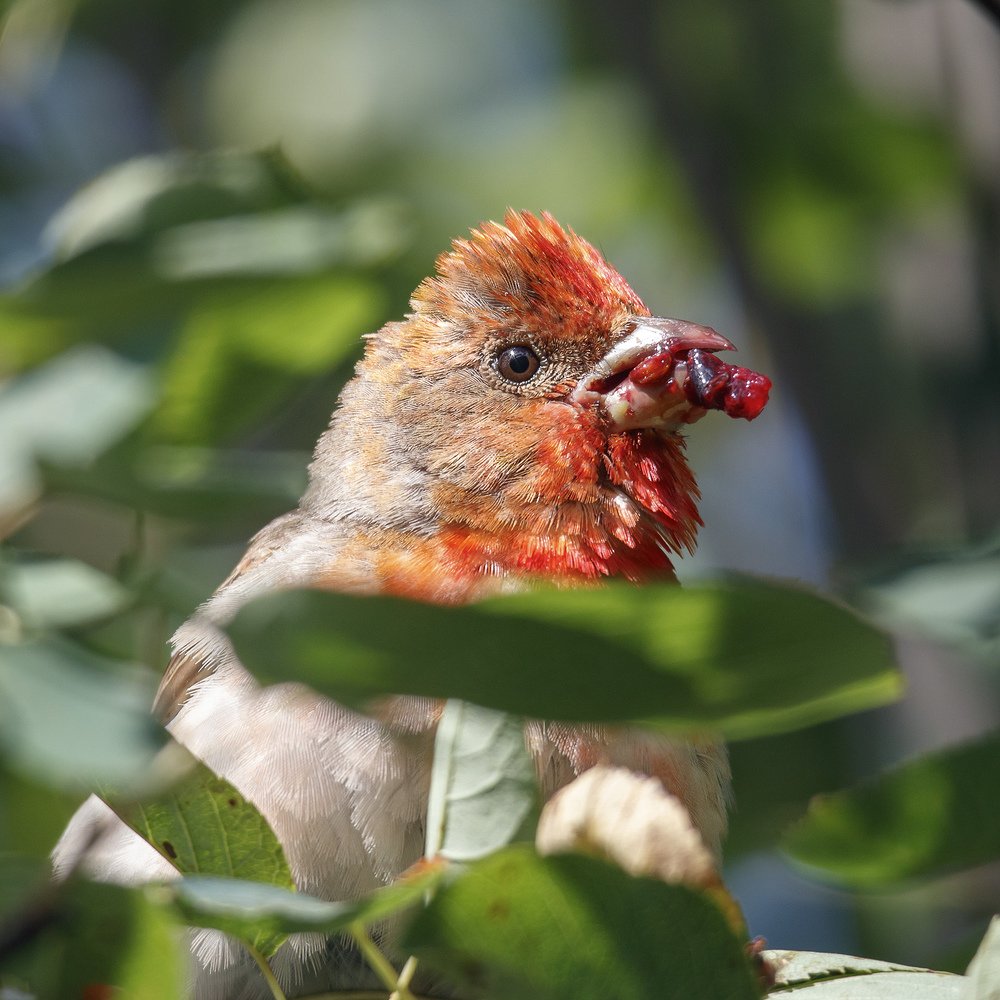 Photograph by Алексей Прокопенков