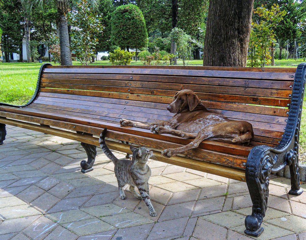 Photograph by vladimir khukhunalshvili