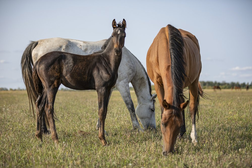 Я наблюдаю за тобой, господин фотограф