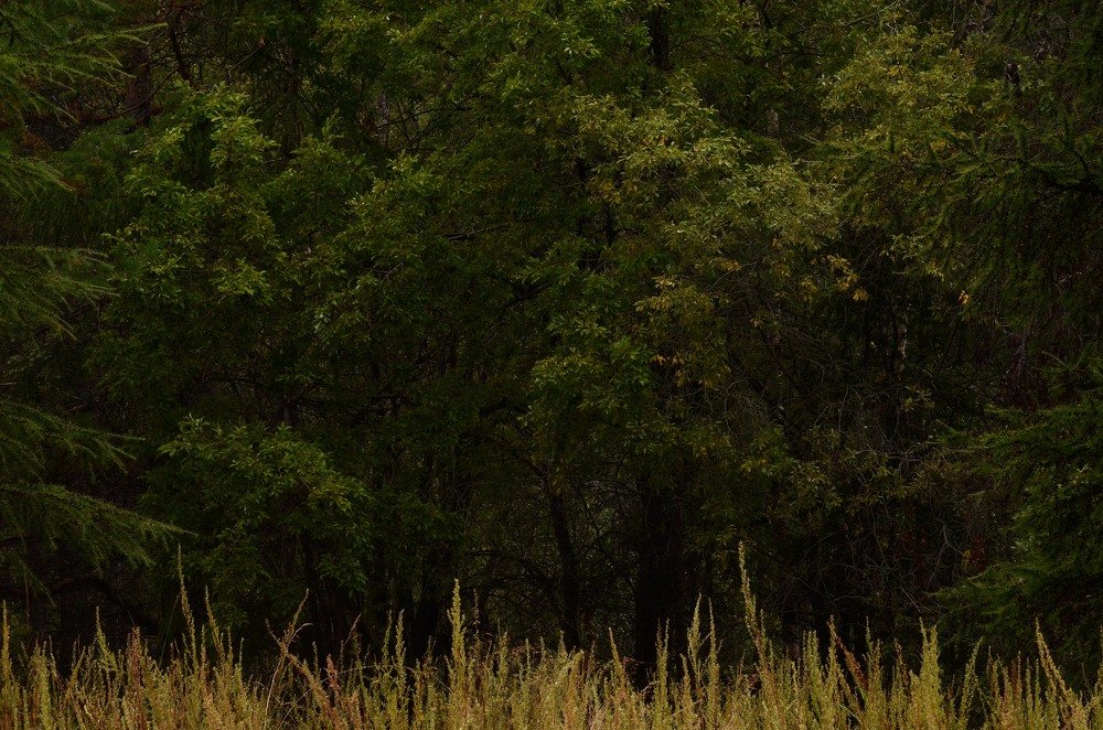 Фотография автора Дмитрий Ляшеев