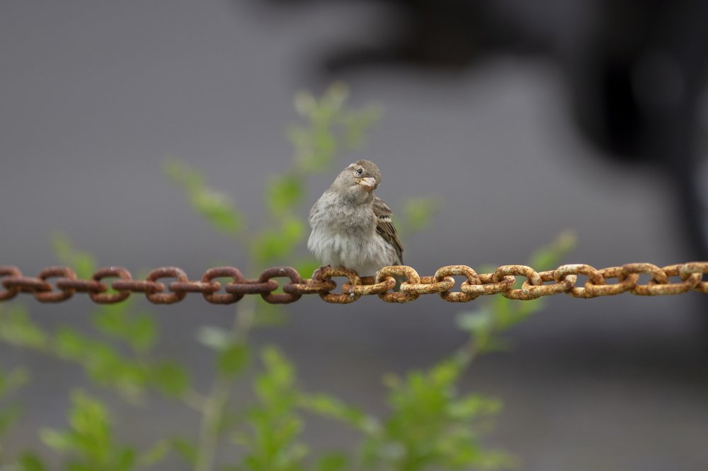 Фотография автора Elton Monteiro