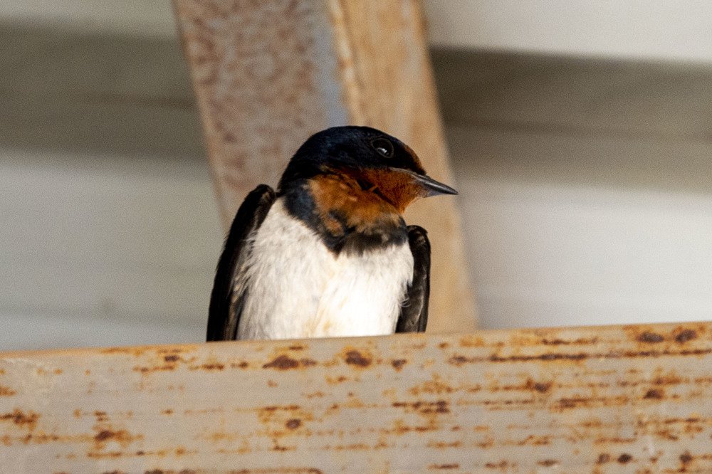 Фотография автора игорь Громов