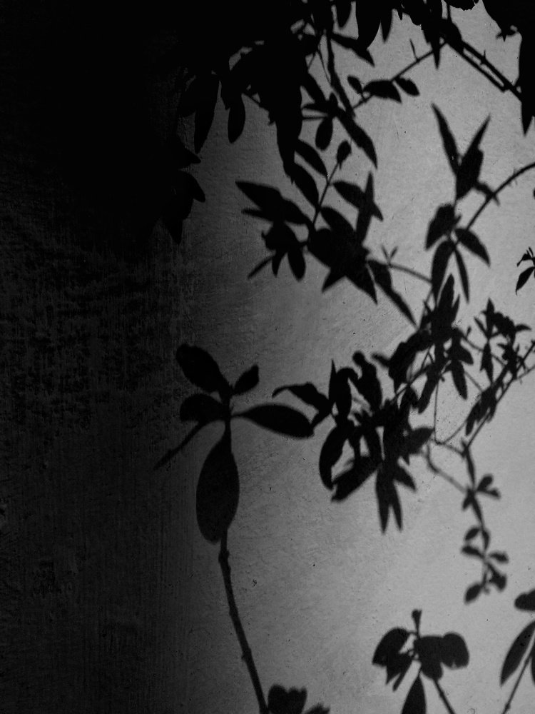 Photograph by SHALINI KASHYAP